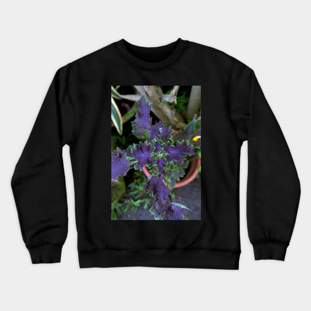 Philippine ornamental plant Crewneck Sweatshirt by likbatonboot